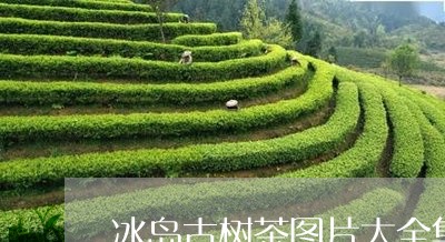 冰岛古树茶图片大全集/2023092359414