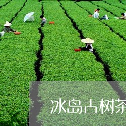 冰岛古树茶张宝三云贡/2023092315258