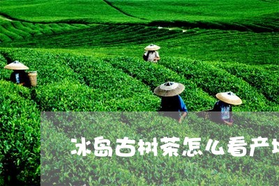 冰岛古树茶怎么看产地是哪里/2023052683816