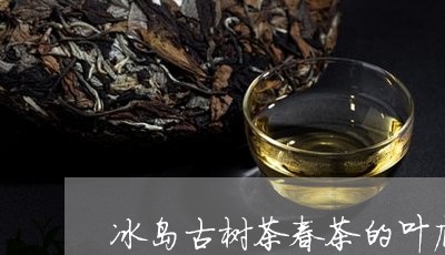 冰岛古树茶春茶的叶底/2023092381814