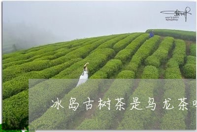 冰岛古树茶是乌龙茶吗/2023061105147