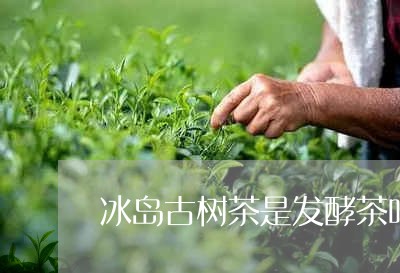 冰岛古树茶是发酵茶吗/2023061254716