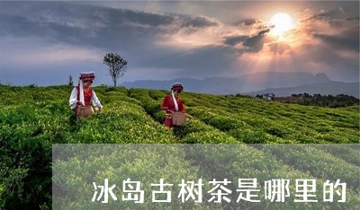 冰岛古树茶是哪里的/2023042631705