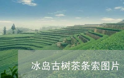 冰岛古树茶条索图片/2023042604048