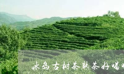 冰岛古树茶熟茶好喝吗/2023092336047