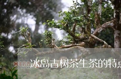 冰岛古树茶生茶的特点/2023092396058