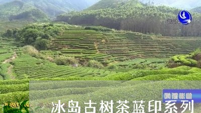 冰岛古树茶蓝印系列/2023042630826