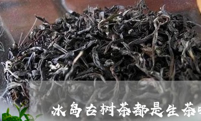 冰岛古树茶都是生茶吗/2023092303148