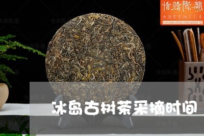 冰岛古树茶采摘时间/2023042691684