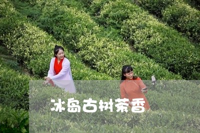 冰岛古树茶香/2023090707081