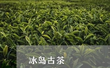 冰岛古茶/2023110853846