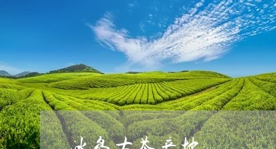 冰岛古茶产地/2023090730614