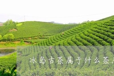 冰岛古茶属于什么茶系/2023092381827