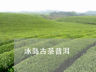 冰岛古茶普洱/2023090679391