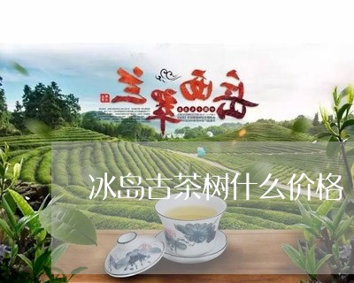 冰岛古茶树什么价格/2023042732849