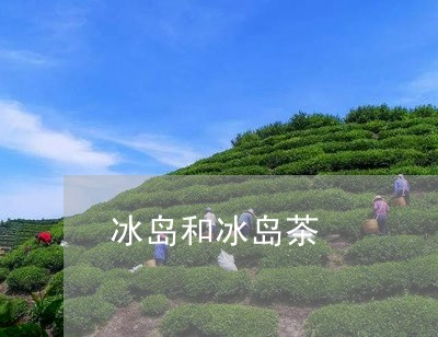 冰岛和冰岛茶/2023090718371