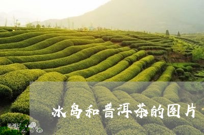 冰岛和普洱茶的图片/2023071120472