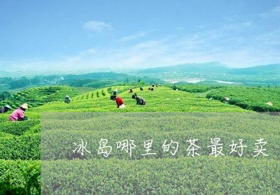 冰岛哪里的茶最好卖/2023042610796