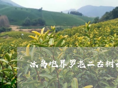 冰岛地界罗老二古树茶/2023092332825