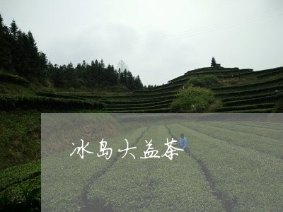 冰岛大益茶/2023041887397