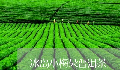 冰岛小梅朵普洱茶/2023101637160