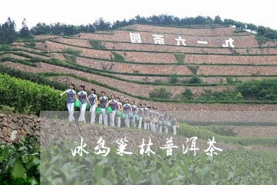 冰岛巢林普洱茶/2023081884605