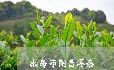 冰岛布朗普洱茶/2023082896382