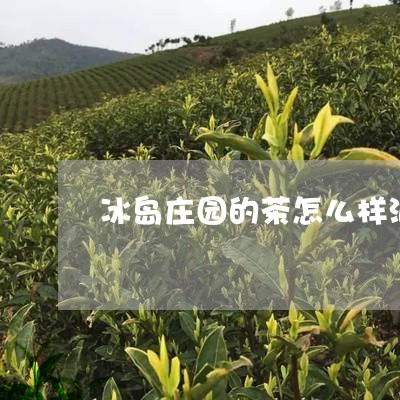 冰岛庄园的茶怎么样泡/2023092323048