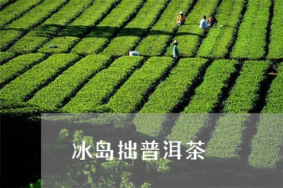 冰岛拙普洱茶/2023042923787