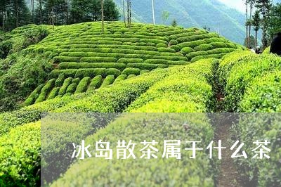 冰岛散茶属于什么茶/2023042607358