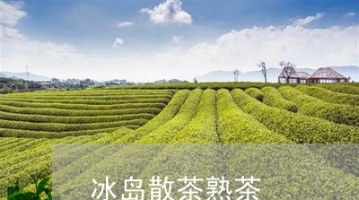 冰岛散茶熟茶/2023090745271