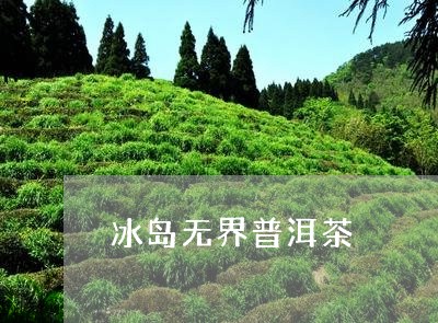 冰岛无界普洱茶/2023102647417