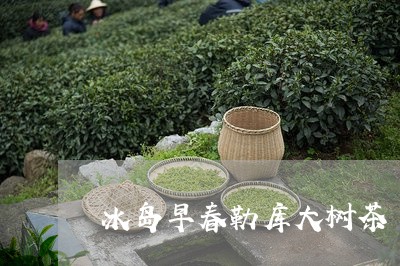 冰岛早春勒库大树茶/2023042664136