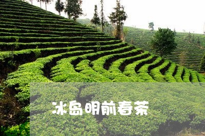 冰岛明前春茶/2023090740375