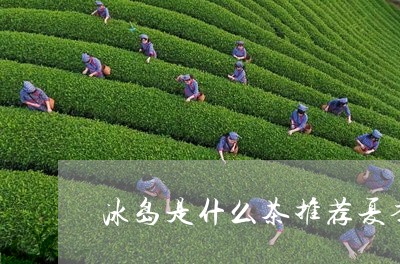 冰岛是什么茶推荐夏季/2023092206470