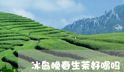 冰岛晚春生茶好喝吗/2023042653928