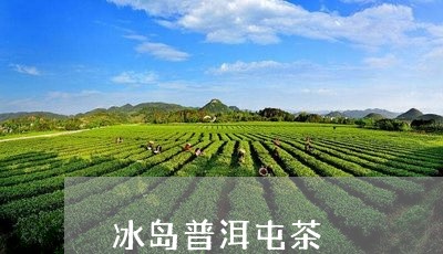 冰岛普洱屯茶/2023090645049