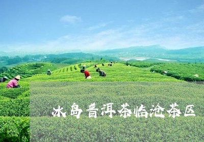 冰岛普洱茶临沧茶区/2023071181826