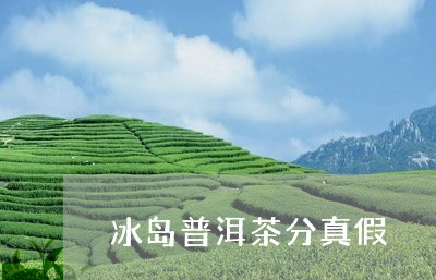 冰岛普洱茶分真假/2023120435261