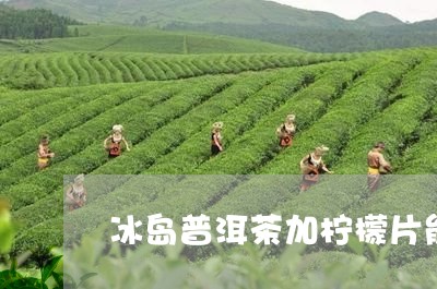 冰岛普洱茶加柠檬片能减肥吗/2023052911624