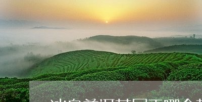 冰岛普洱茶属于哪个茶山/2023050560315