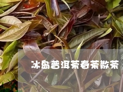 冰岛普洱茶春茶散茶/2023081630695