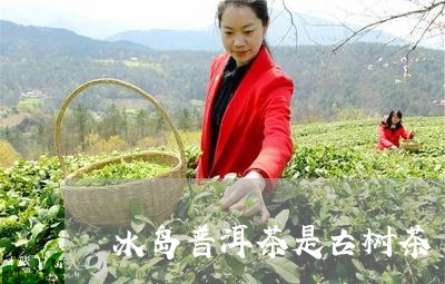 冰岛普洱茶是古树茶/2023121330490