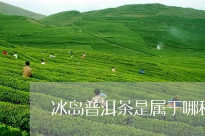 冰岛普洱茶是属于哪种茶/2023050569393