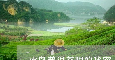 冰岛普洱茶甜的秘密/2023120540273