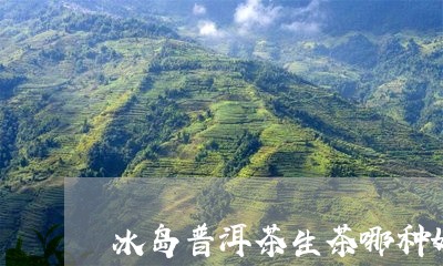 冰岛普洱茶生茶哪种好喝/2023102415717