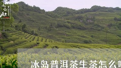 冰岛普洱茶生茶怎么喝最好/2023110298605