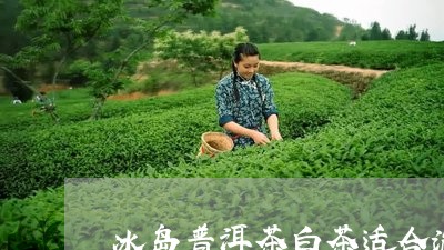 冰岛普洱茶白茶适合泡什么茶/2023110405039