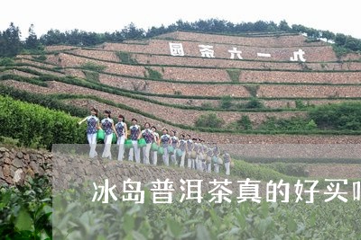 冰岛普洱茶真的好买吗好喝吗/2023082834172