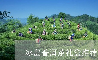 冰岛普洱茶礼盒推荐图片/2023082836238